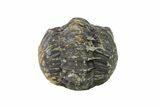 Bargain, Wide, Enrolled Austerops Trilobite - Morocco #156983-1